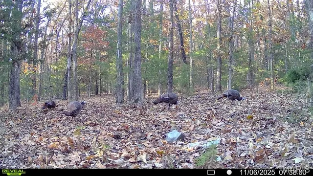 $320,000 | 37118 Willow Road, Plato, MO 65552