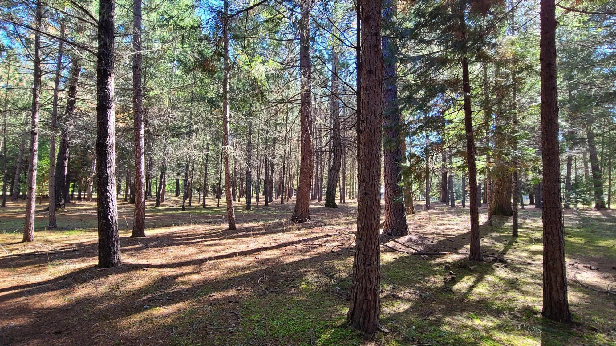 4455 Dick George Road Cave Junction, OR 97523 - Photo 32 of 32 BEAUTIFULLY FORESTED