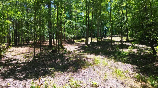 a view of a yard with plants and trees