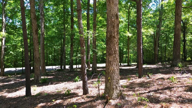 a view of outdoor space with lots of trees