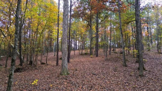 a view of a forest filled with trees