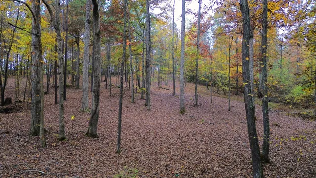 a view of a forest filled with trees