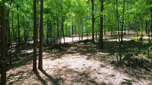 a view of a trees in a yard