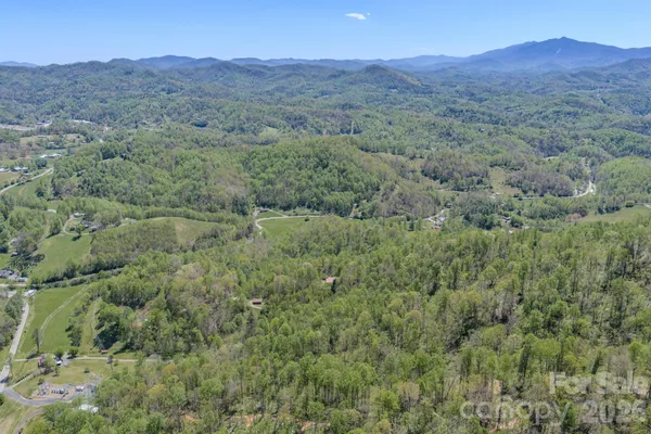 a view of a forest with a mountain