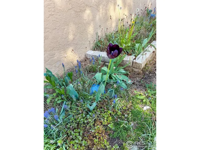 a view of a plant in a garden