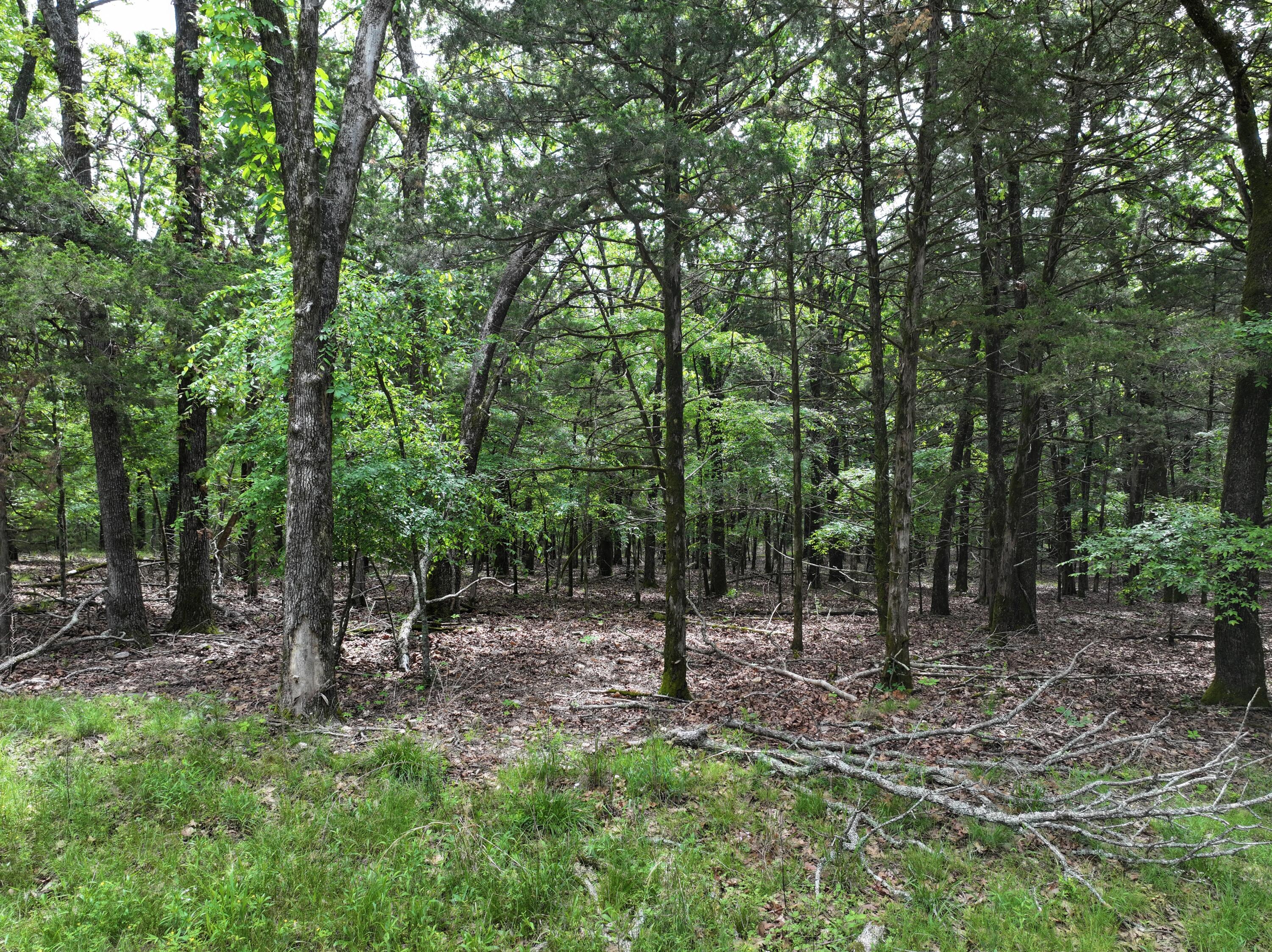 Lot 40-41 Timber Shoals Road Lead Hill, MO 72644 - Photo 2 of 26 Photo Apr 25 2026, 11 53 27 (2)