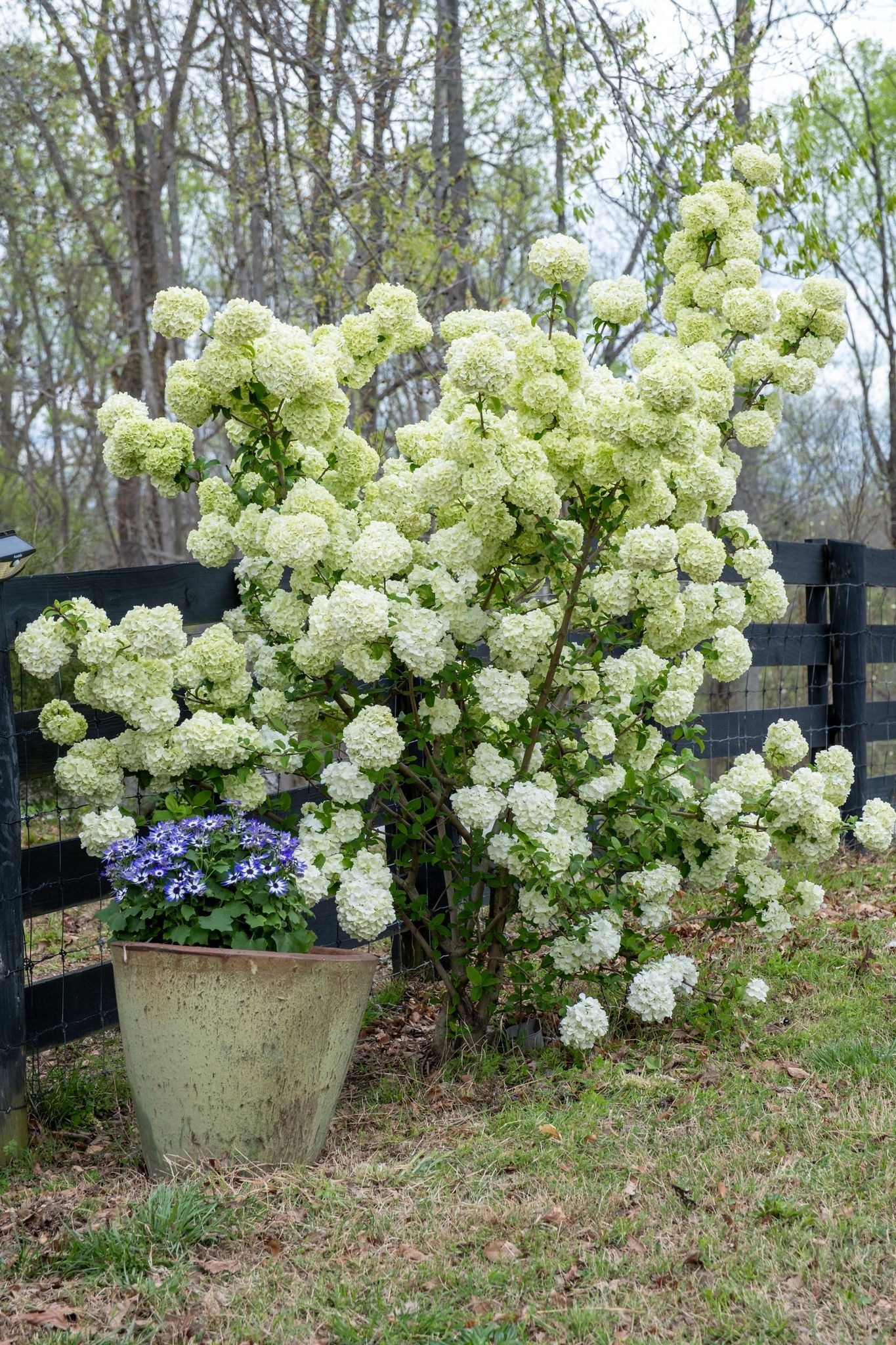 3733 Mobley's Cut Road Thompson's Station, TN 37179 - Photo 49 of 58 Gallery Image 49