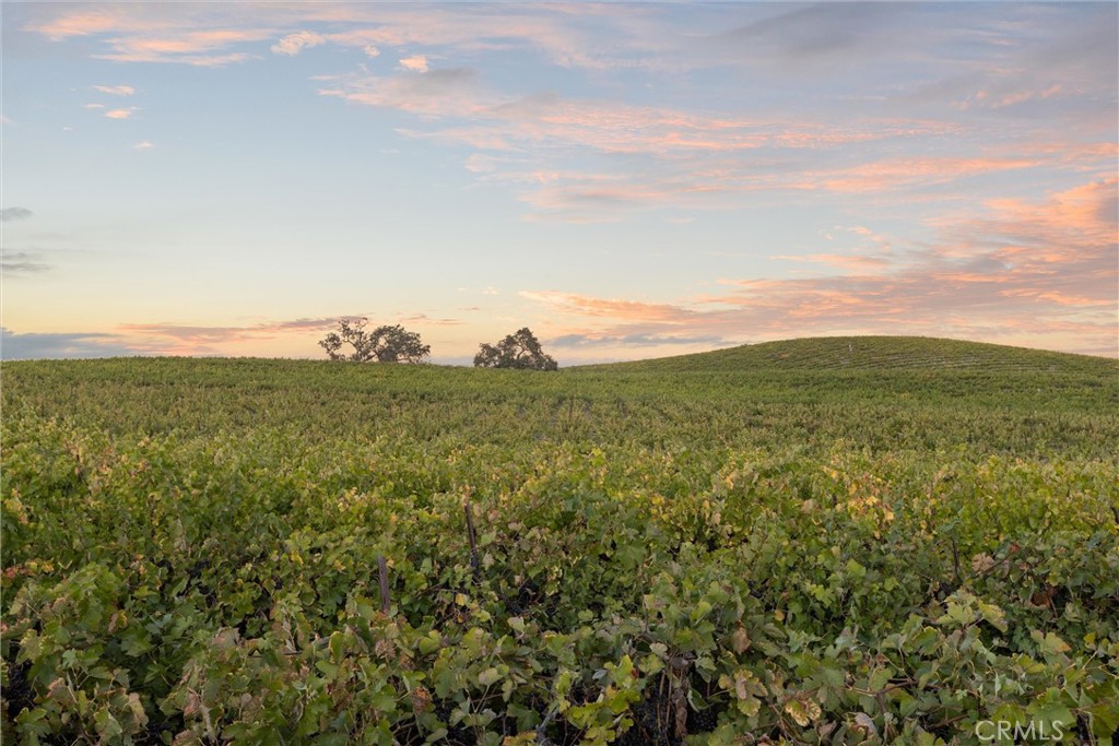 3000 Oakdale Road Paso Robles, CA 93446 - Photo 20 of 26 From tasting room, looking east.