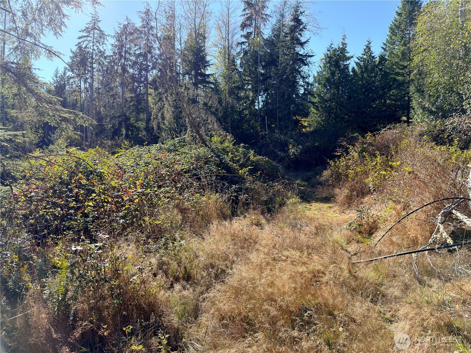 1-xxx Leland Valley Road West Quilcene, WA 98376 - Photo 13 of 13 a view of a yard with a tree