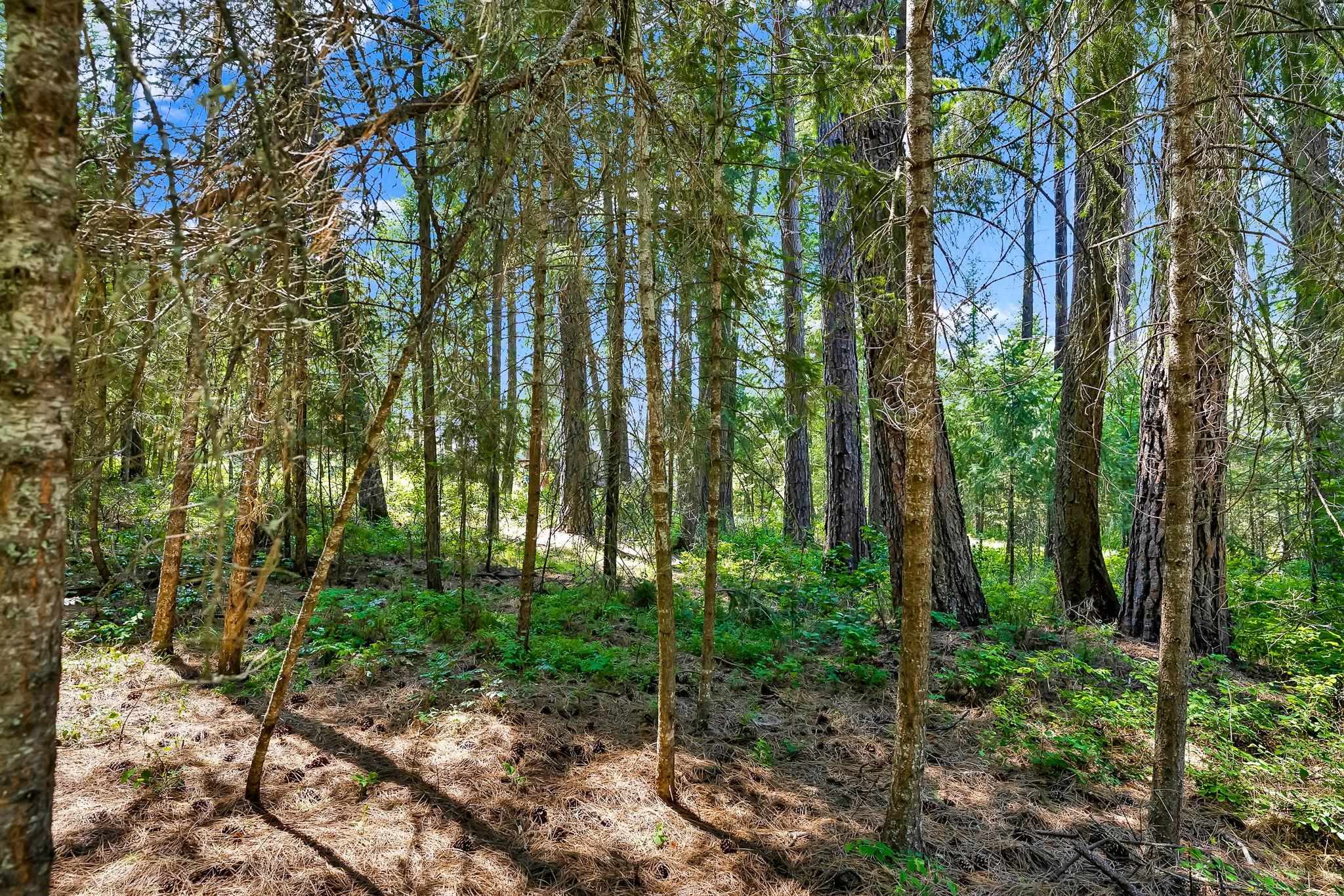 3264 Shady Court Valley, WA 99181 - Photo 7 of 20