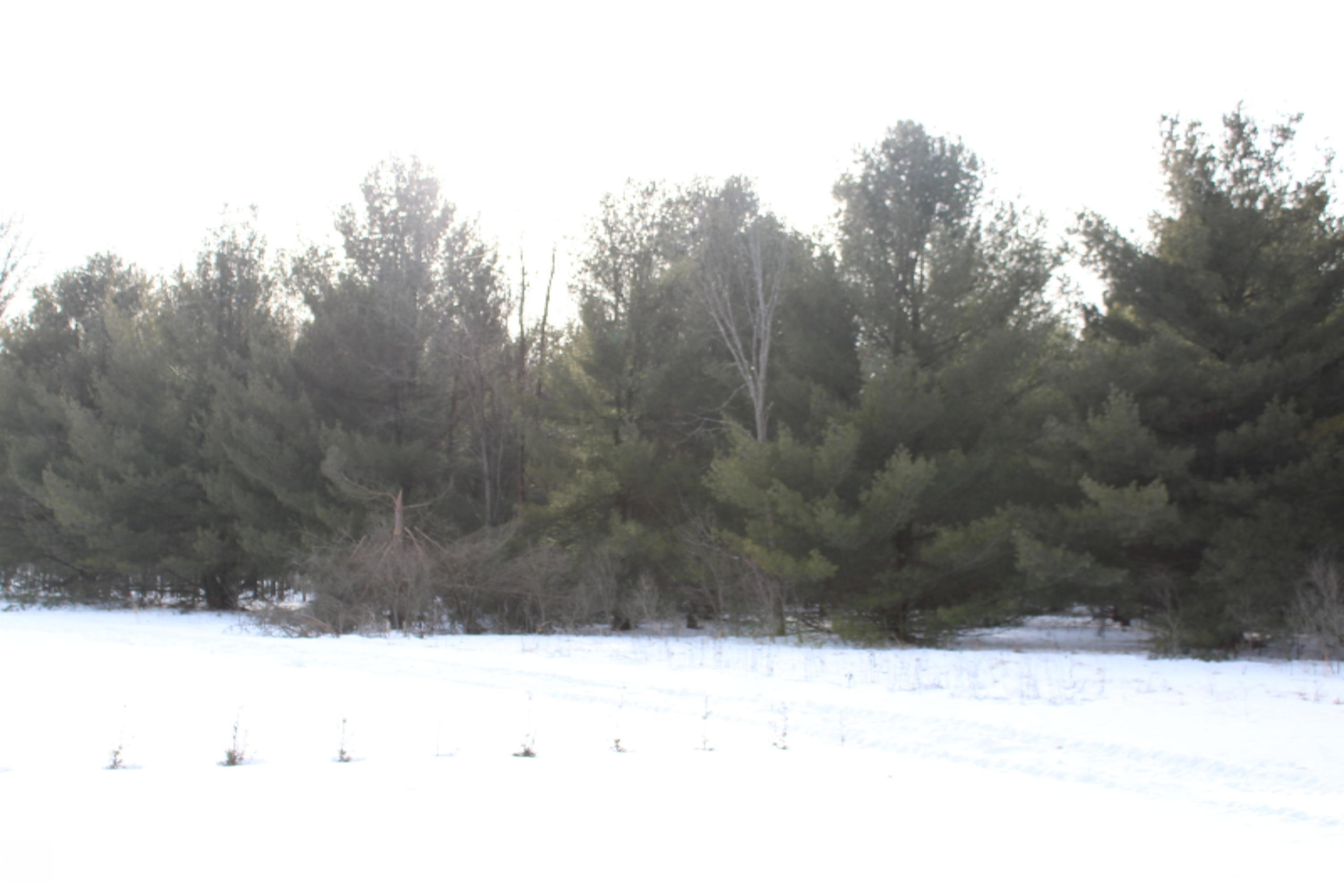 12121 Bailey Road Ravenna, MI 49451 - Photo 14 of 24 IMG_0122