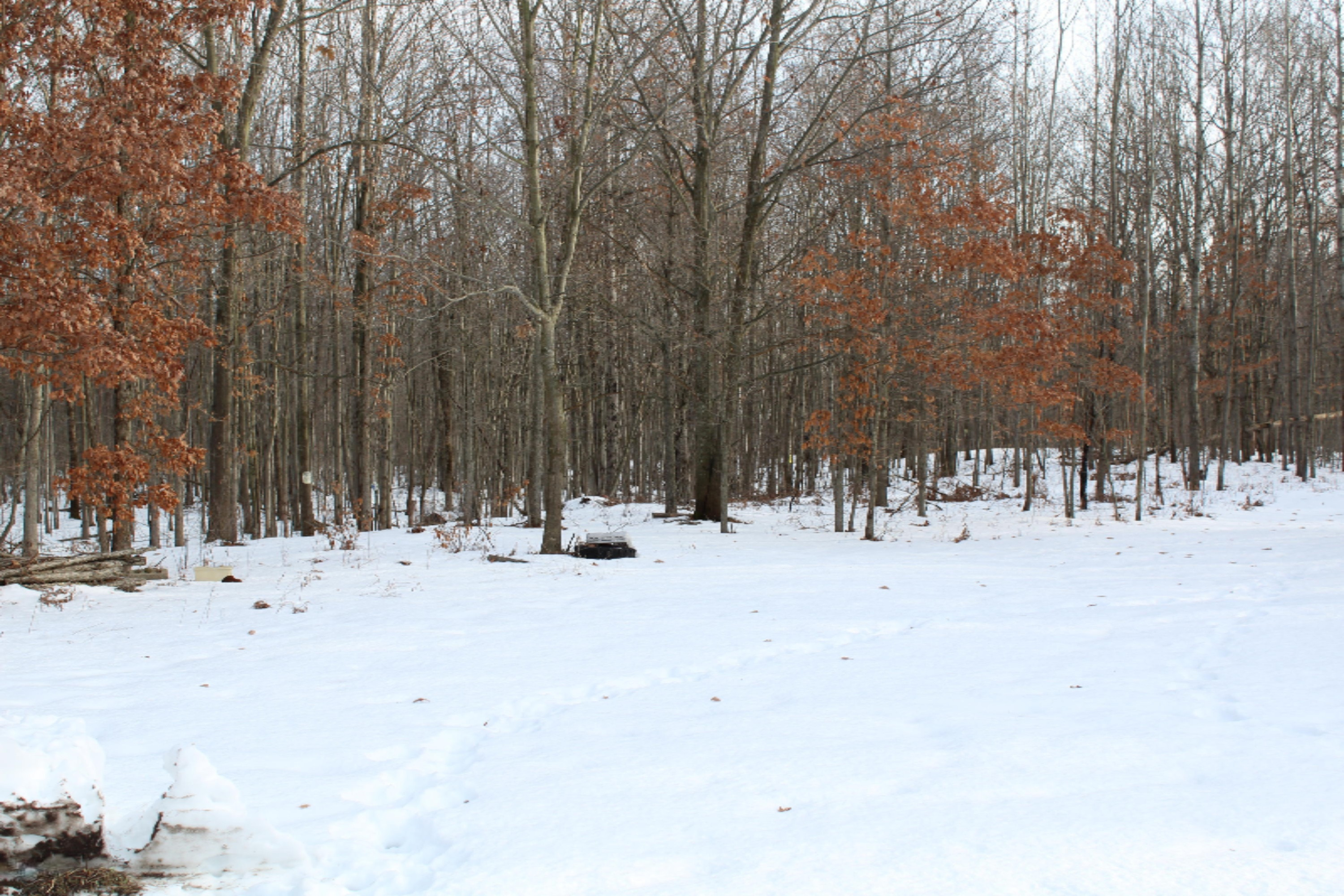 12121 Bailey Road Ravenna, MI 49451 - Photo 2 of 24 IMG_0135