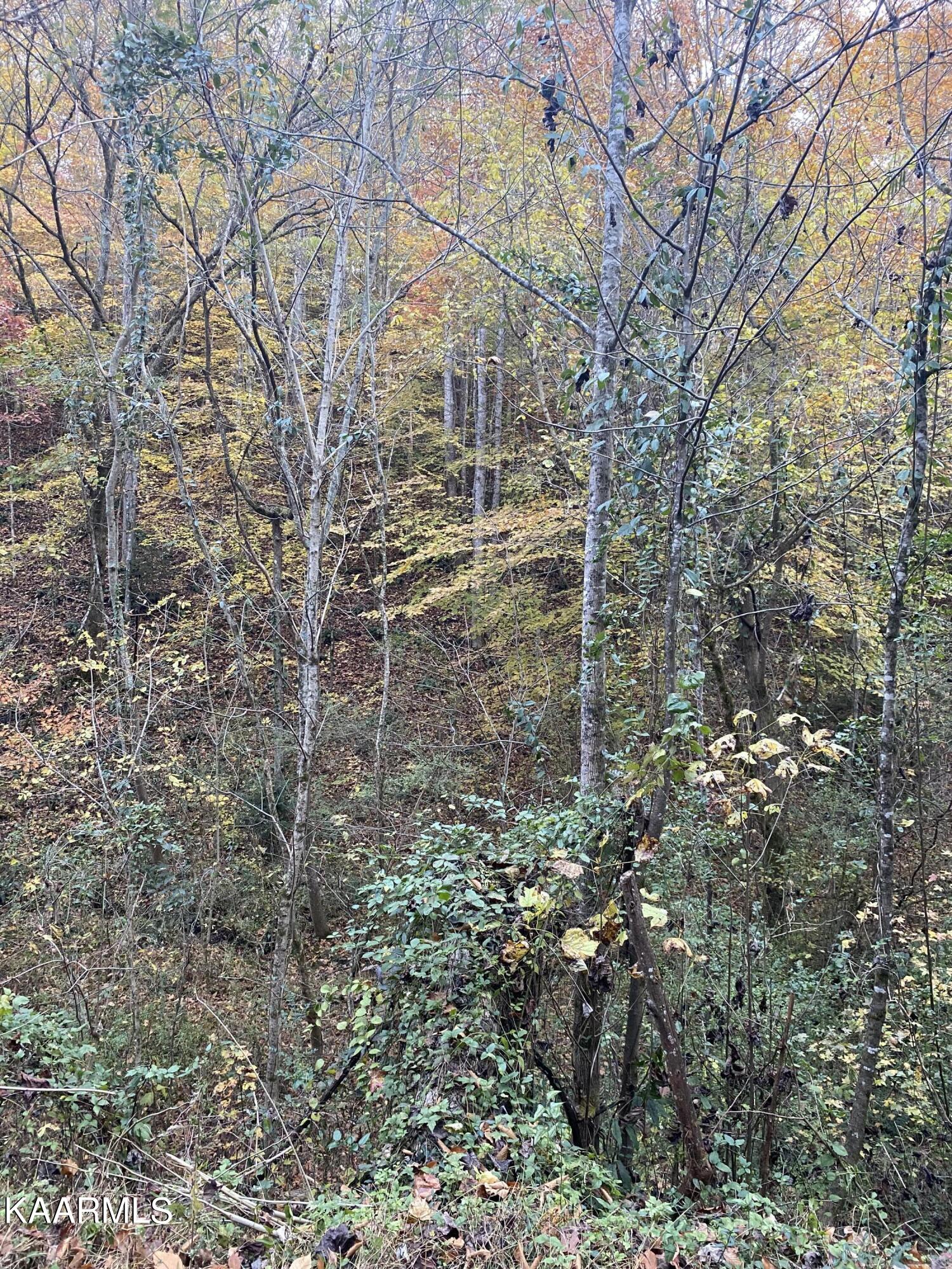 410 Trails End Road Walland, TN 37886 - Photo 5 of 13 Trails end terrain--wooded and rolling