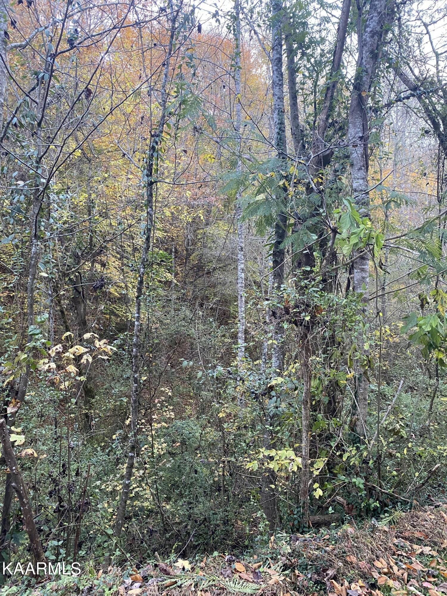 410 Trails End Road Walland, TN 37886 - Photo 6 of 13 Trails end terrain1
