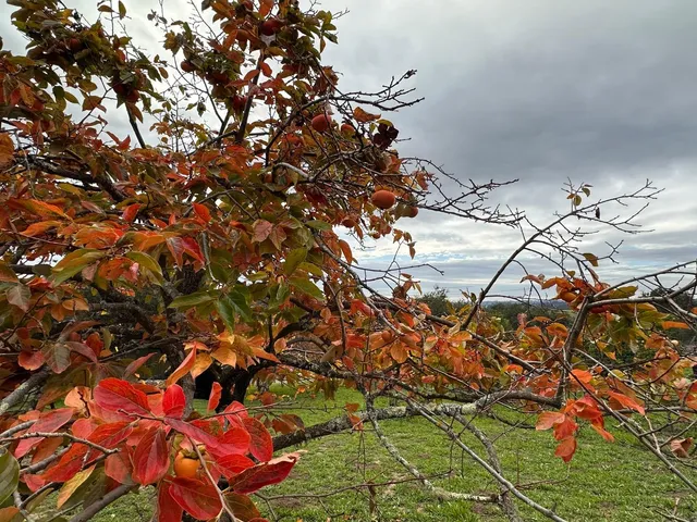 $1,475,000 | Amesti, Watsonville, CA 95076