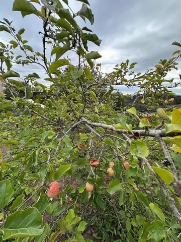 $1,475,000 | Amesti, Watsonville, CA 95076