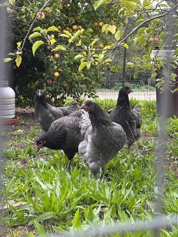 $1,475,000 | Amesti, Watsonville, CA 95076