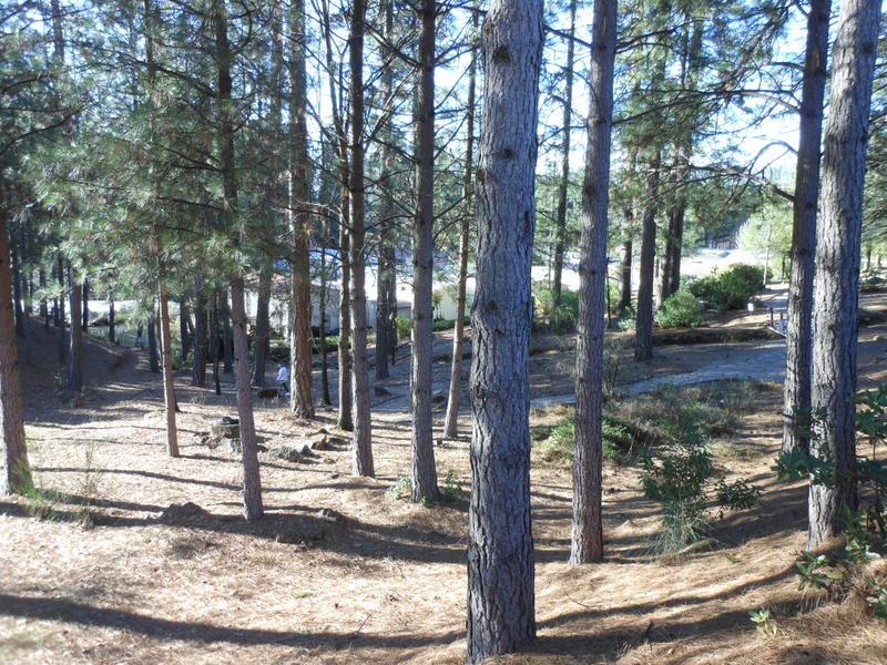 10073 Dalewood Way Grass Valley, CA 95949 - Photo 24 of 34 a view of a tree in the middle of a yard