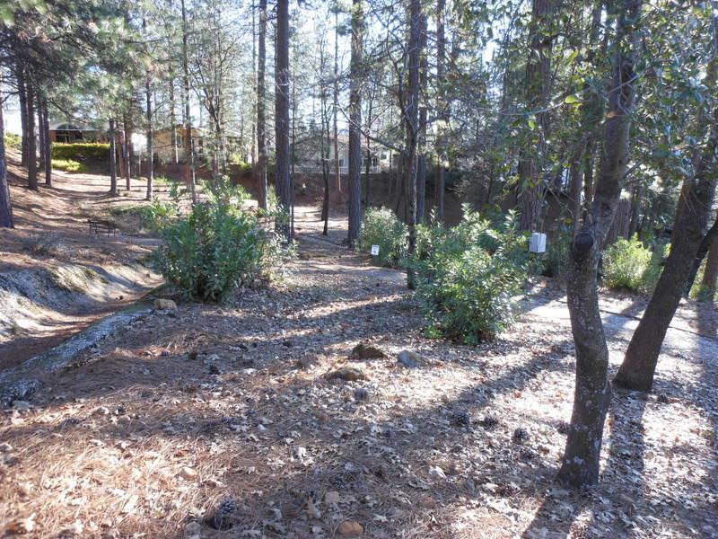 10073 Dalewood Way Grass Valley, CA 95949 - Photo 25 of 34 a view of a yard with plants and trees