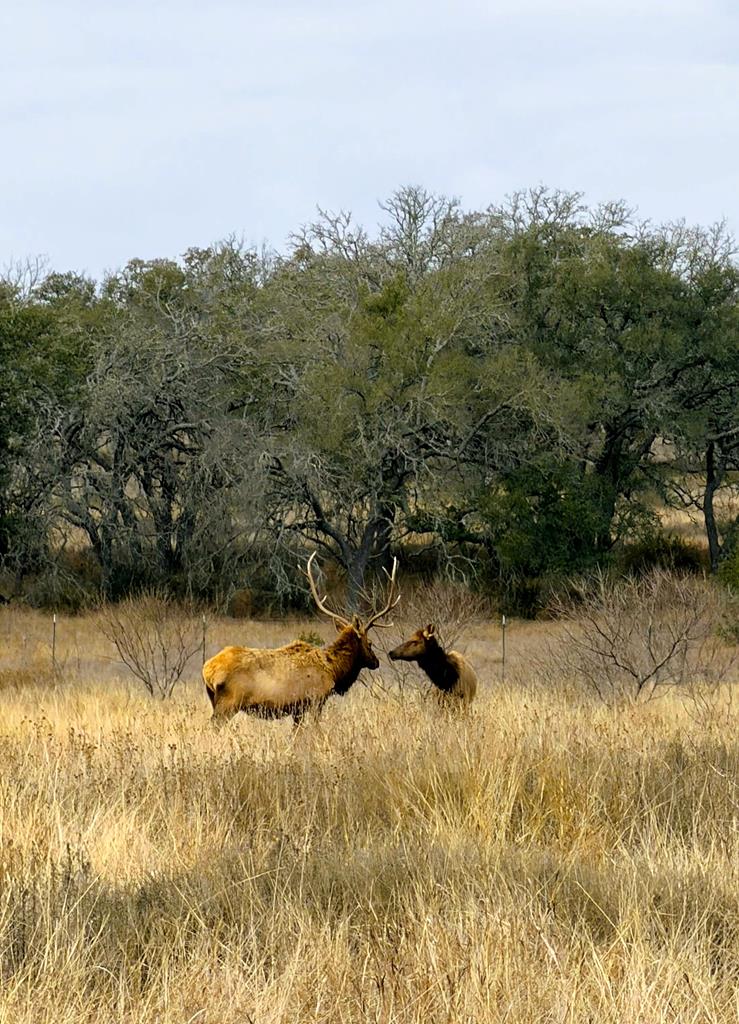 444 Klein Road Stonewall, TX 78671 - Photo 53 of 55