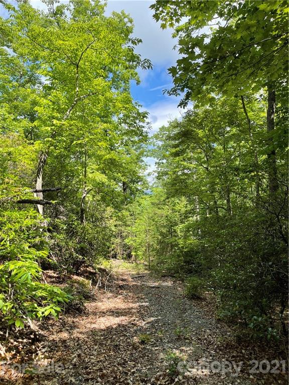 0 Western Meander Road Union Mills, NC 28167 - Photo 1 of 4 a view of a plants of a tree