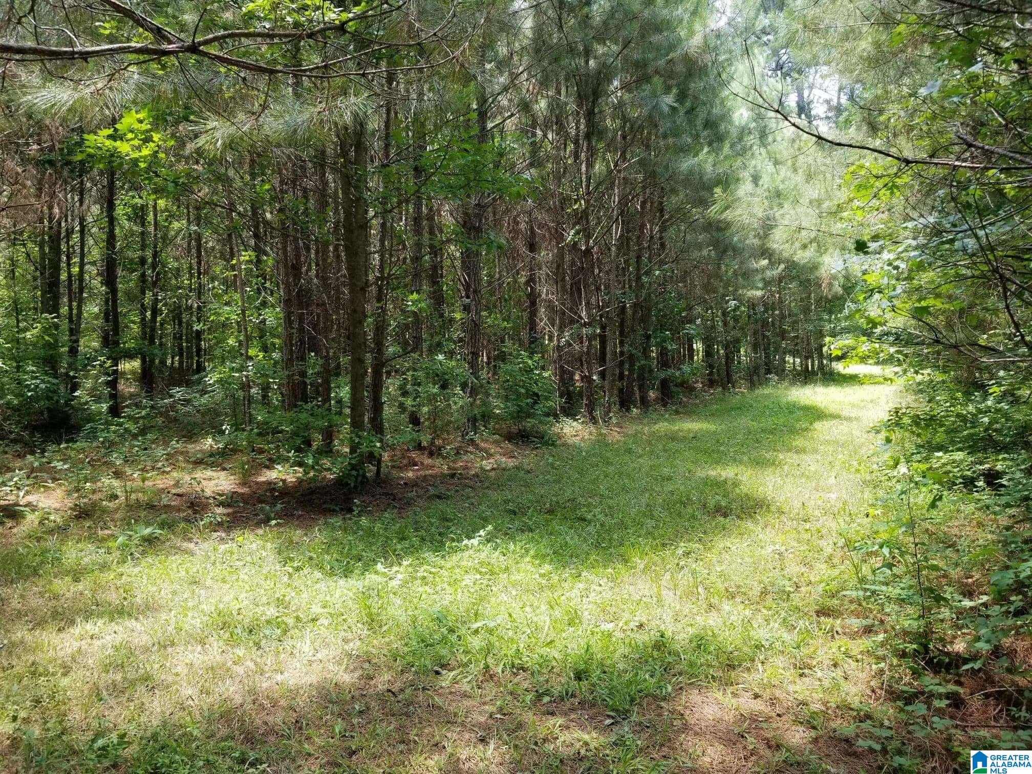 Honeycutt Road Remlap, AL 35133 - Photo 9 of 24