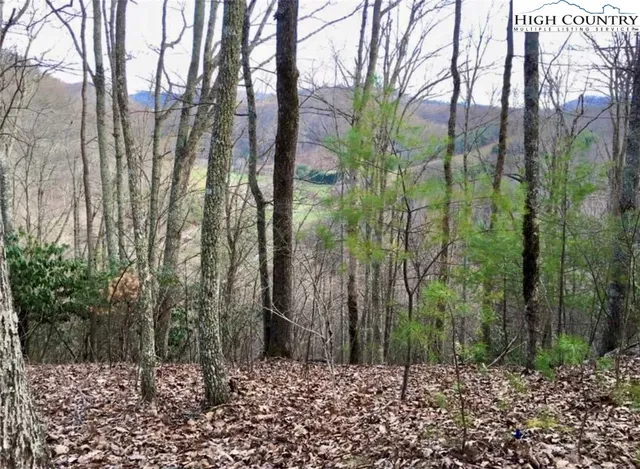 a view of a forest with a tree