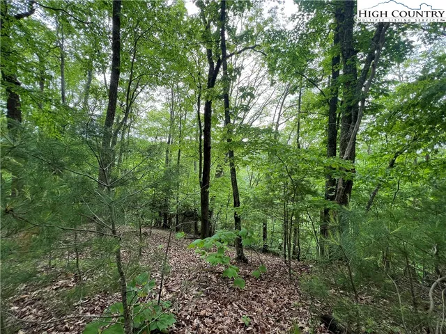 a view of a forest filled with trees
