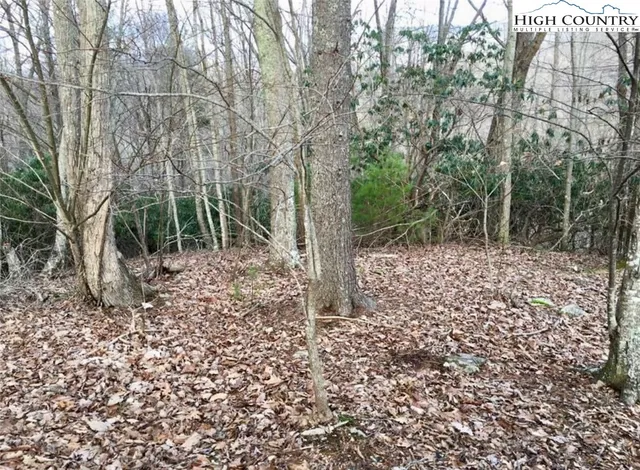 a view of a yard with plants and trees
