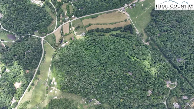 a bird view of tall trees