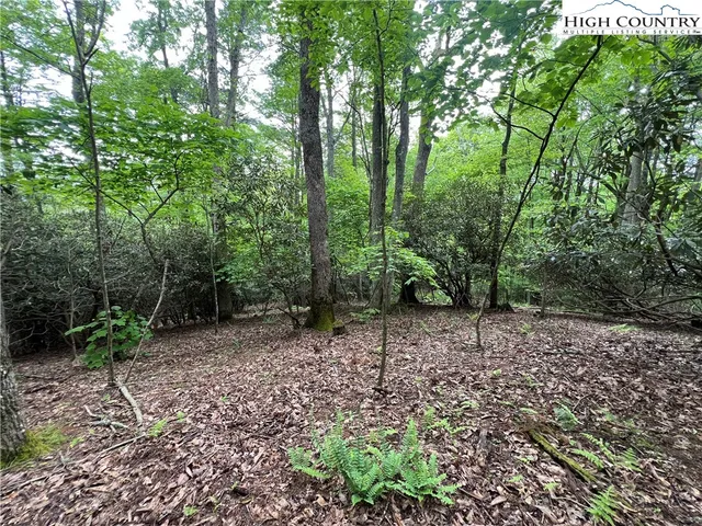 a view of a forest with trees