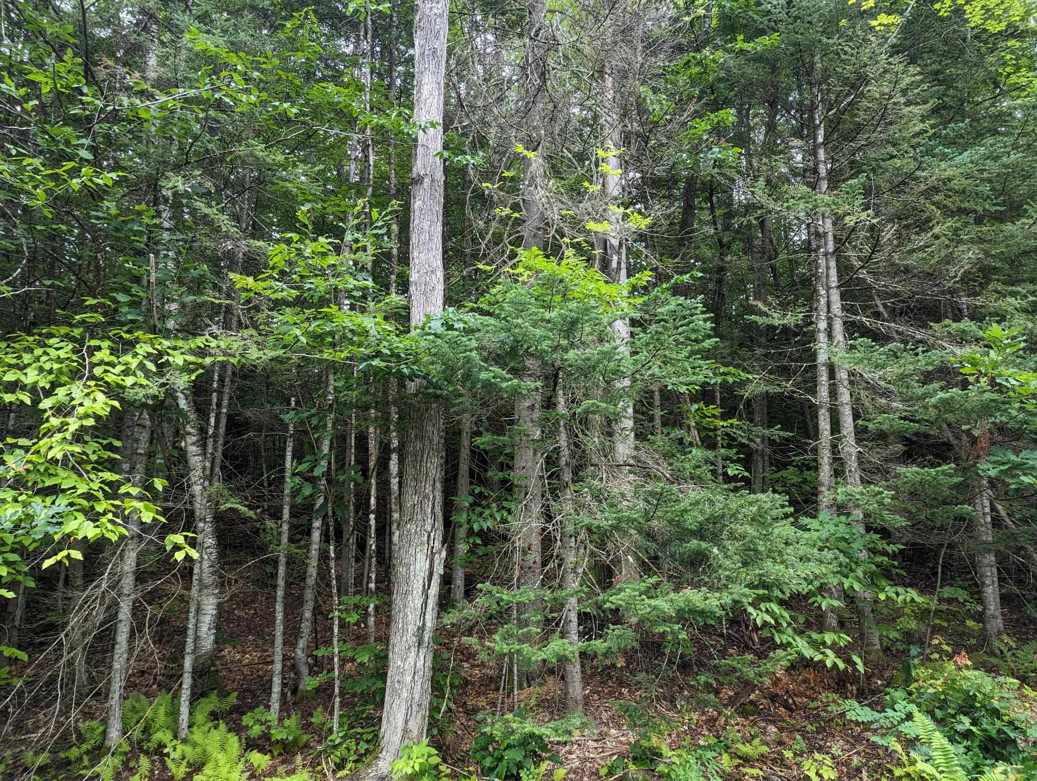 5 Donovan Farm Road Campton, NH 03223 - Photo 24 of 26