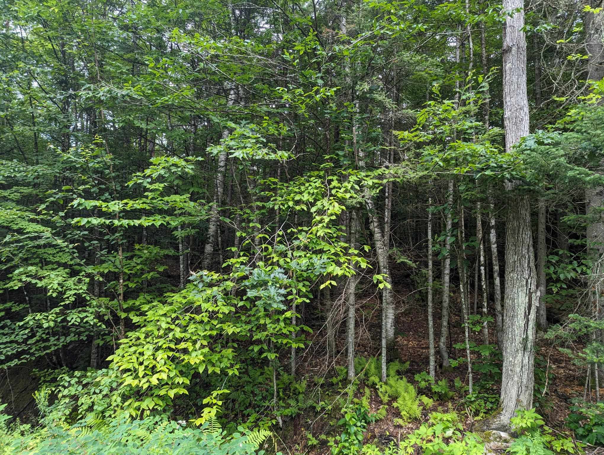 5 Donovan Farm Road Campton, NH 03223 - Photo 9 of 26