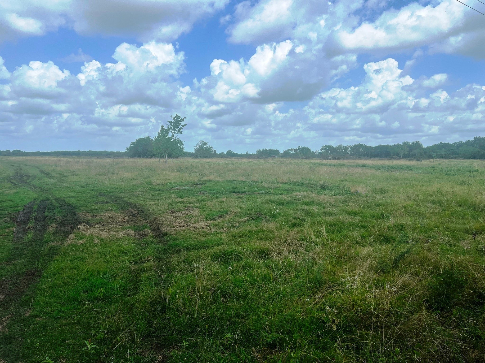 8925 Kerr Road Pattison, TX 77423 - Photo 8 of 11 a view of a field of grass and covered with lots of green space