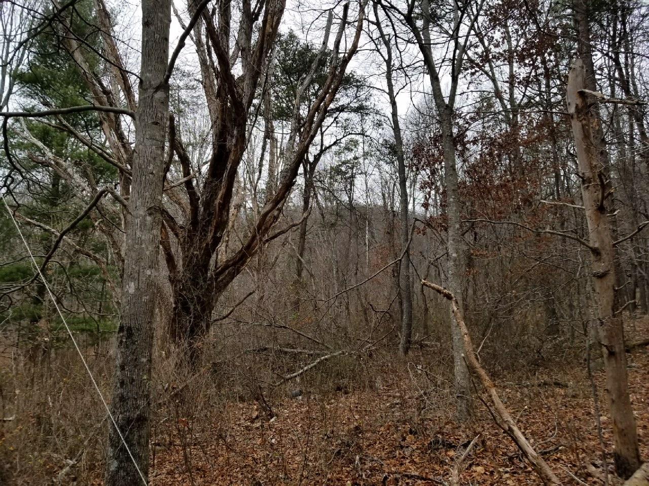 Laurel Brook Road Waiteville, WV 24984 - Photo 6 of 22 Gallery Image 6