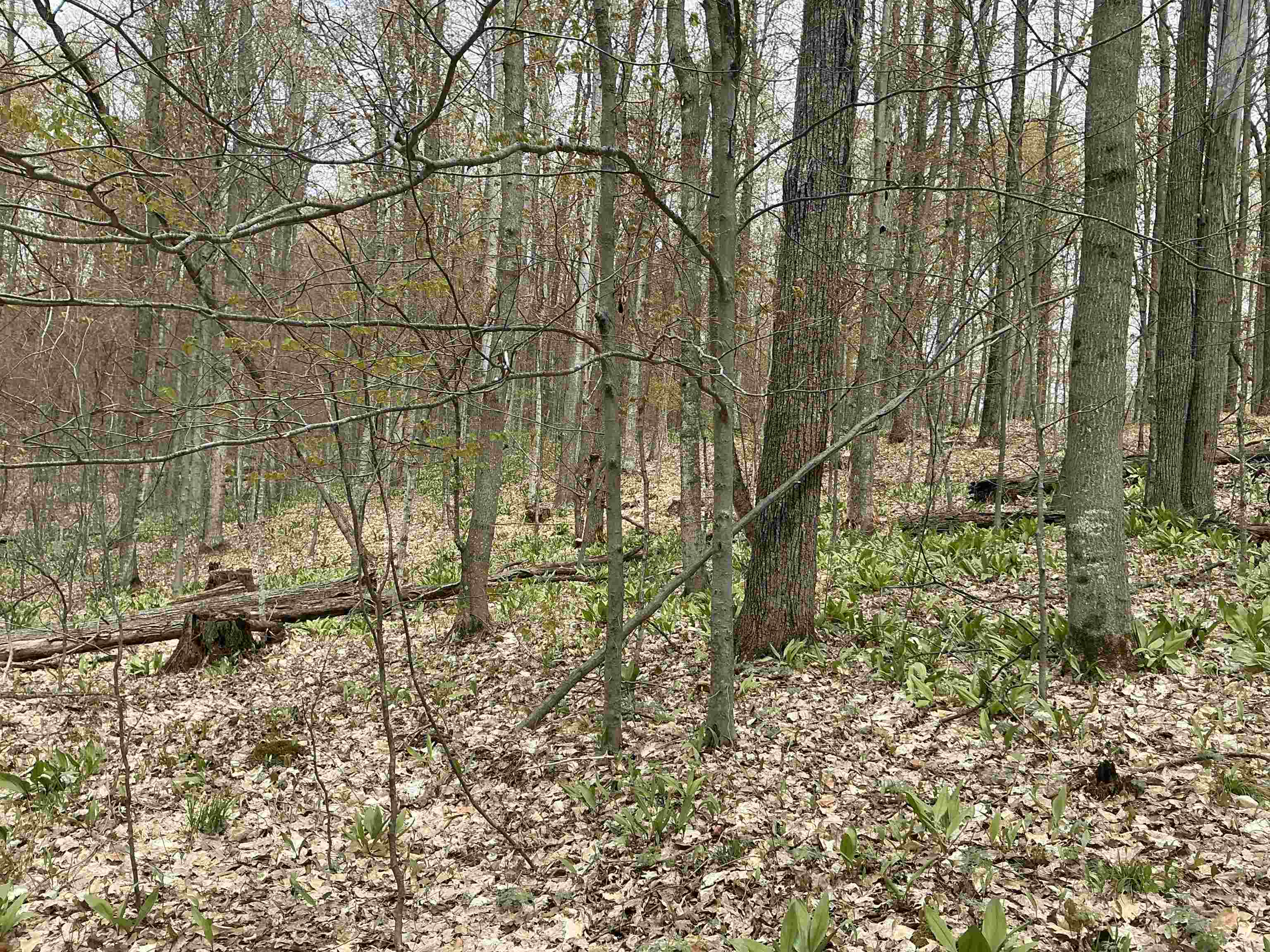 20-acres Zimmerman Road Northwest Alden, MI 49612 - Photo 4 of 11