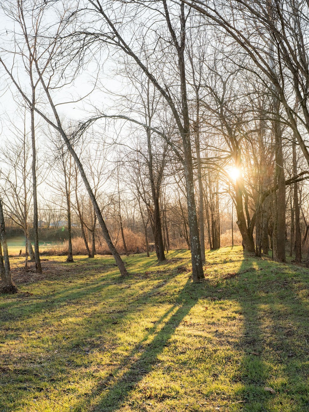 6415 Pinewood Road Nunnelly, TN 37137 - Photo 12 of 83 a view of road with large trees