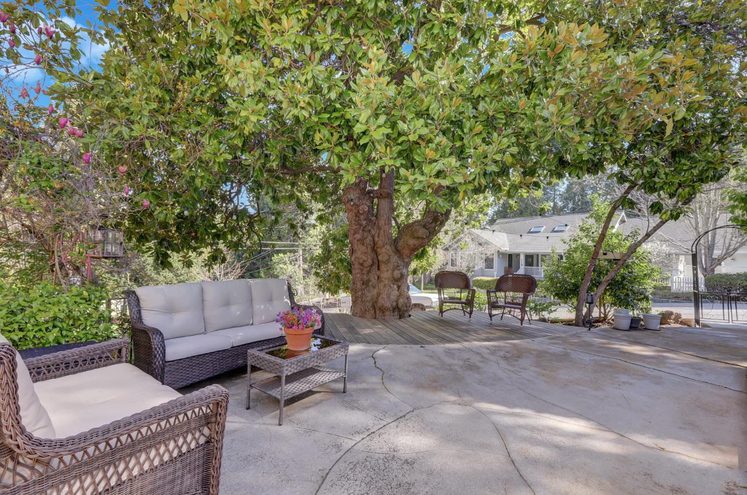 203 Prospect Street Nevada City, CA 95959 - Photo 79 of 95 Concrete patio with a huge shade tree just off the kitchen