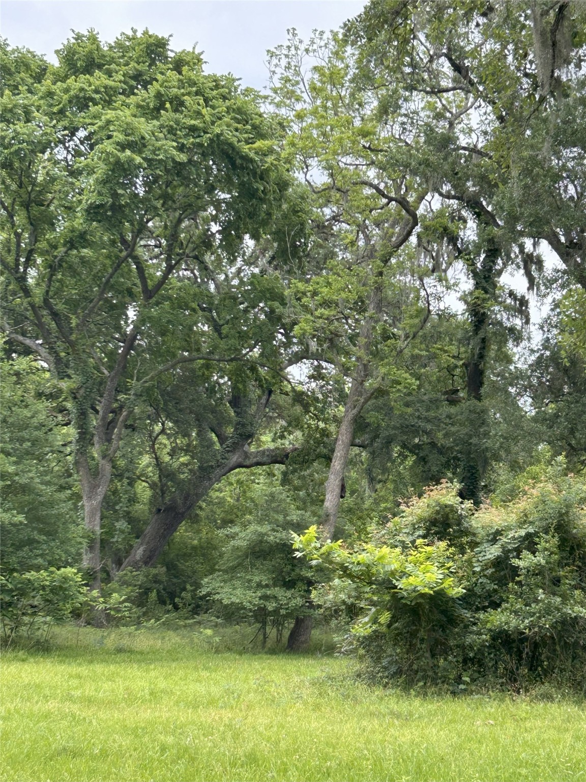 923 Y U Jones Road Richmond, TX 77469 - Photo 46 of 50 a view of a yard