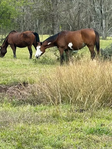 $2,500,000 | 923 Y U Jones Road, Richmond, TX 77469