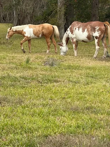 $2,500,000 | 923 Y U Jones Road, Richmond, TX 77469