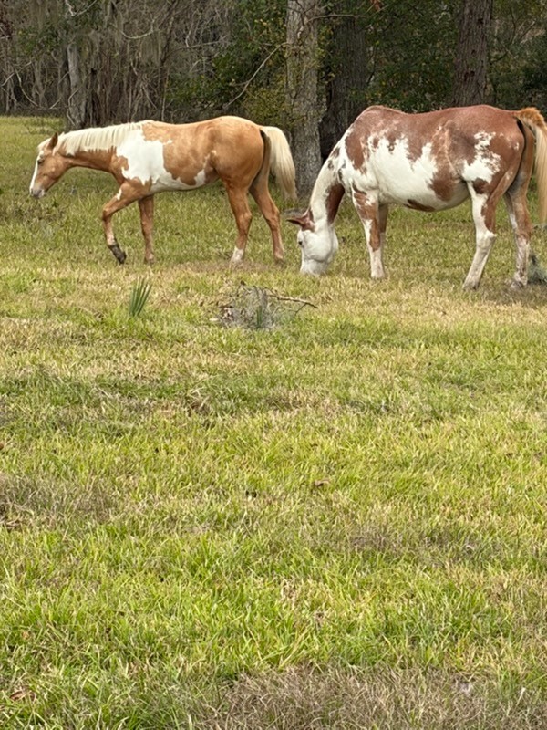 923 Y U Jones Road Richmond, TX 77469 - Photo 50 of 50 a bathroom with a sink and mirror