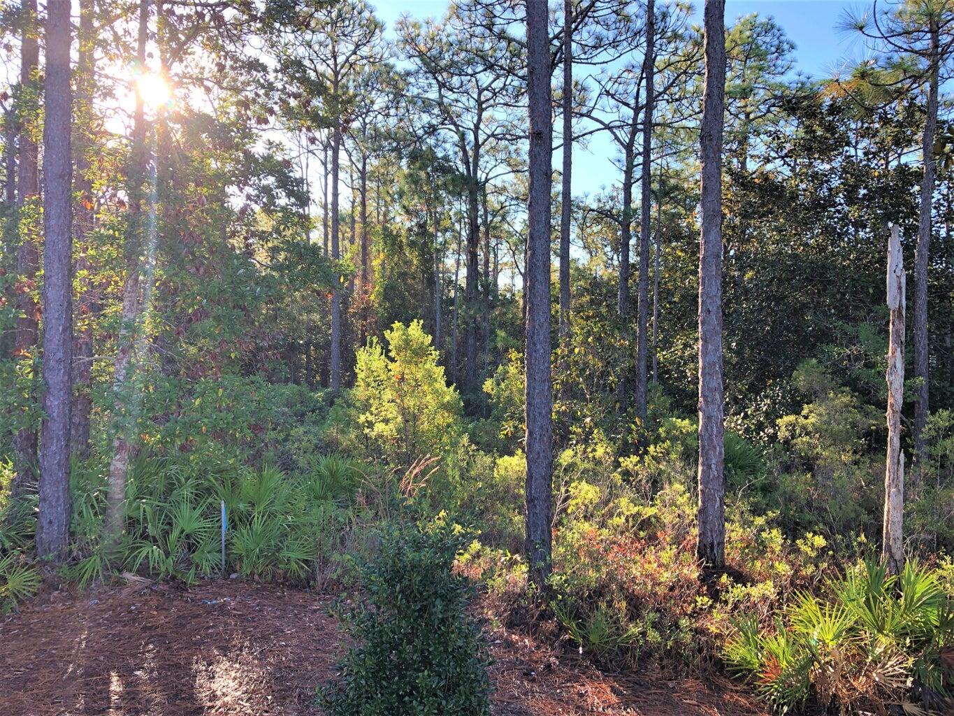 53 Rosin Cup Circle Santa Rosa Beach, FL 32459 - Photo 22 of 22 a view of a garden with plants