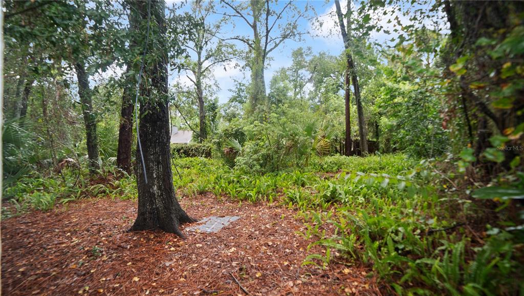 135 East Citrus Street Altamonte Springs, FL 32701 - Photo 31 of 33 a view of a forest with trees