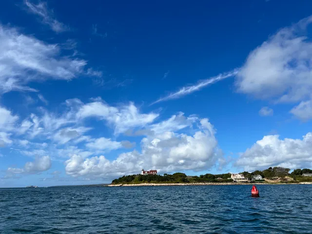 a view of a yard with large trees