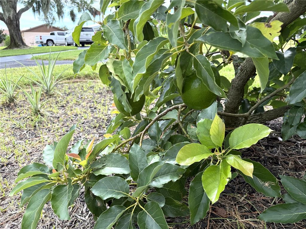 823 North Lake Reedy Boulevard Frostproof, FL 33843 - Photo 35 of 42