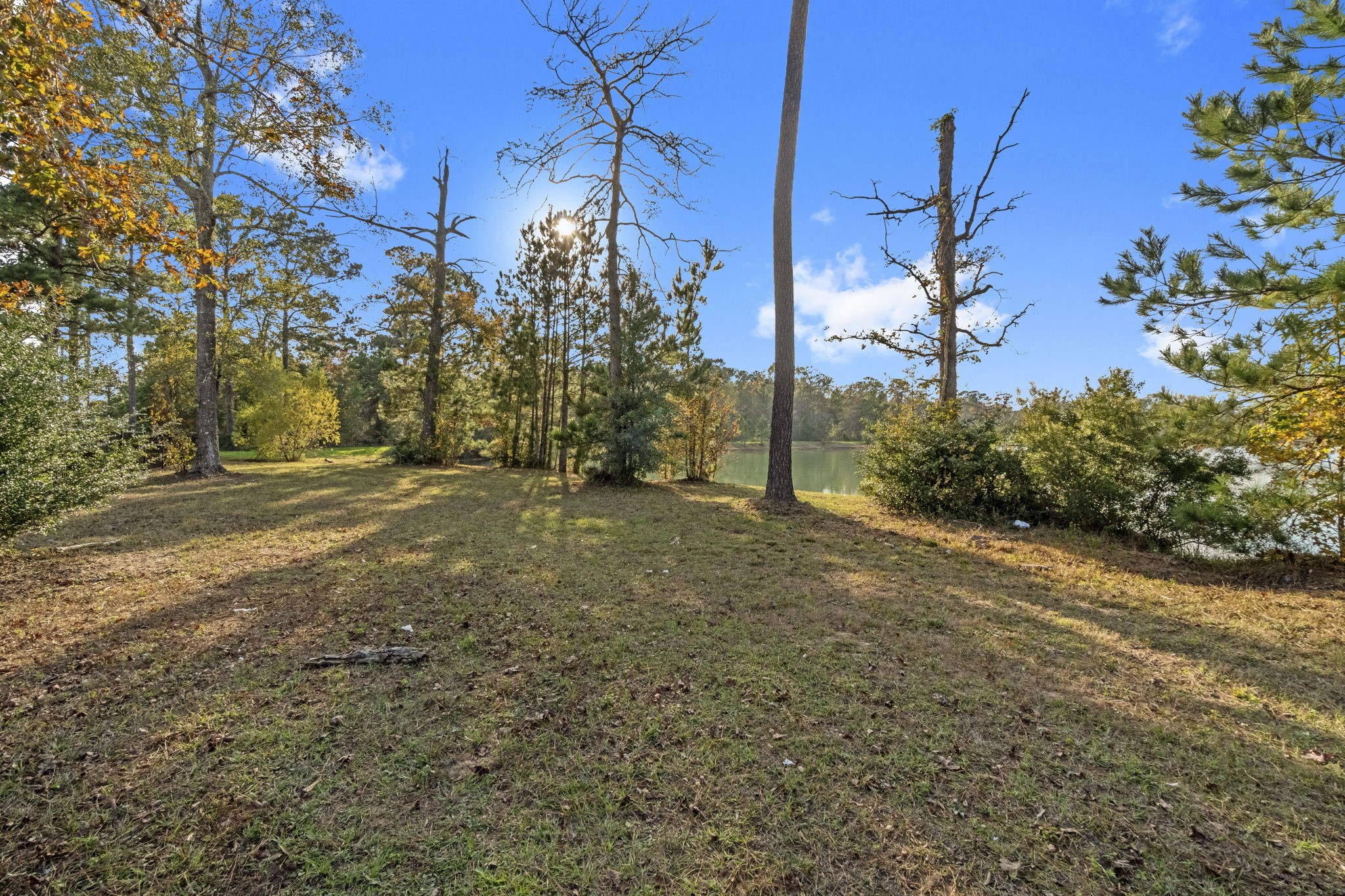 16031 Tallis Drive Conroe, TX 77303 - Photo 34 of 46 a view of a yard with a tree