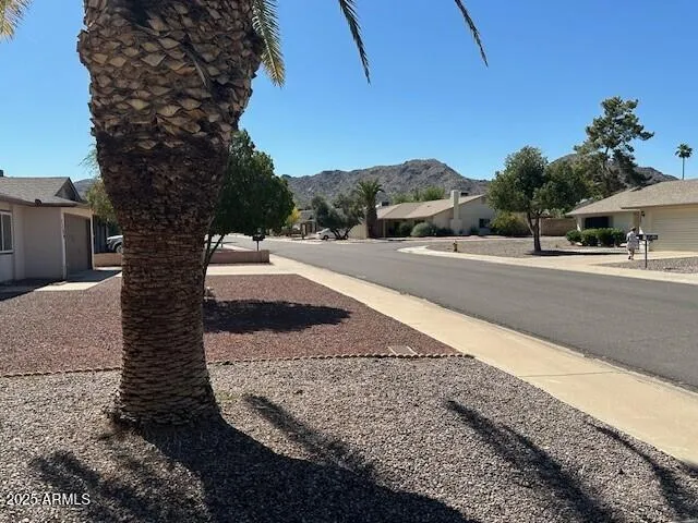 a picture of a yard that has a tree on it