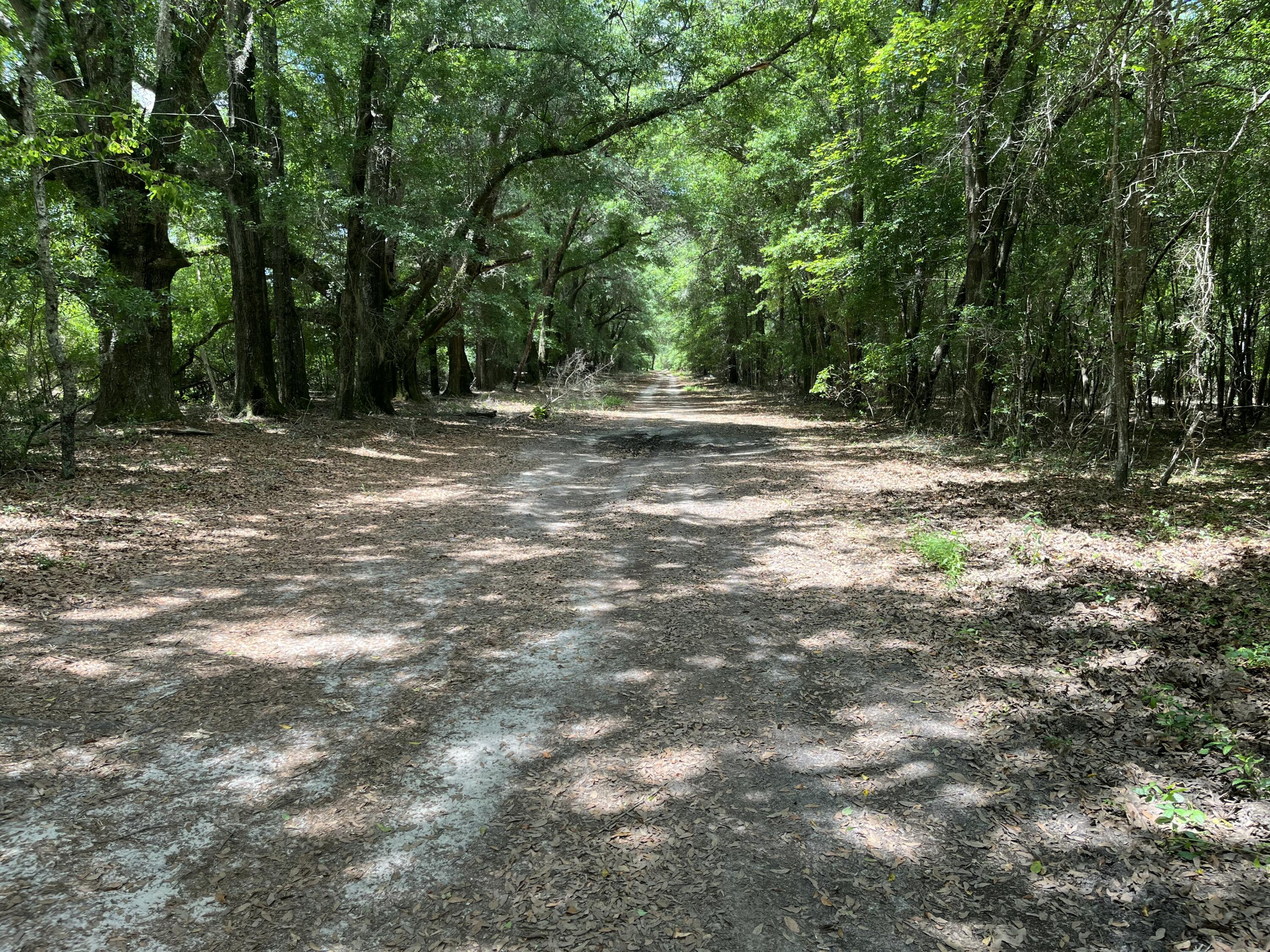 1114 Lott Bluff Road Blackville, SC 29817 - Photo 84 of 164