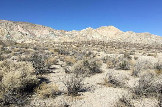 Aqueduct Road Mojave, CA 93501 - Photo 6 of 17 a view of a large tree